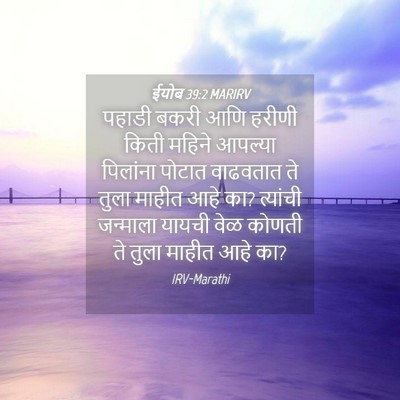 Picture 04 - ईयोब 39:2 MARIRV - पहाडी बकरी आणि - Bible Verse Picture