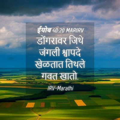 Picture 04 - ईयोब 40:20 MARIRV - डोंगरावर जिथे - Bible Verse Picture