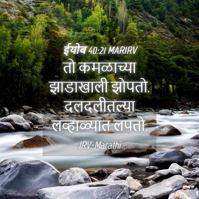 Picture 04 - ईयोब 40:21 MARIRV - तो कमळाच्या - Bible Verse Picture