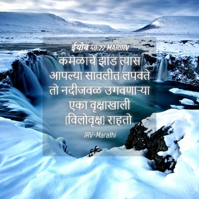 Picture 04 - ईयोब 40:22 MARIRV - कमळाचे झाड त्यास - Bible Verse Picture