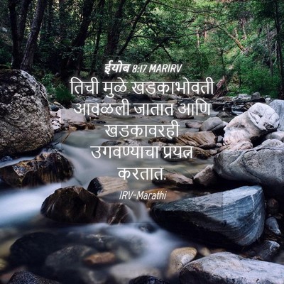 Picture 04 - ईयोब 8:17 MARIRV - तिची मुळे - Bible Verse Picture