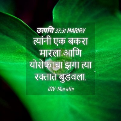 Picture 04 - उत्पत्ति 37:31 MARIRV - त्यांनी एक बकरा - Bible Verse Picture