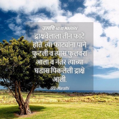 Picture 04 - उत्पत्ति 40:10 MARIRV - द्राक्षवेलाला तीन - Bible Verse Picture