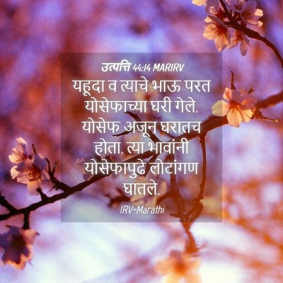 Picture 04 - उत्पत्ति 44:14 MARIRV - यहूदा व त्याचे भाऊ - Bible Verse Picture
