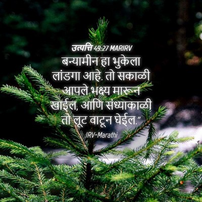 Picture 04 - उत्पत्ति 49:27 MARIRV - बन्यामीन हा - Bible Verse Picture