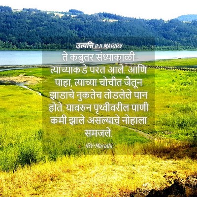 Picture 04 - उत्पत्ति 8:11 MARIRV - ते कबुतर - Bible Verse Picture