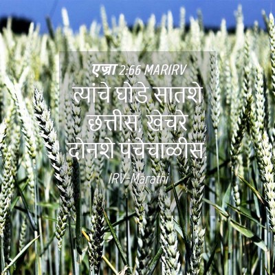 Picture 04 - एज्रा 2:66 MARIRV - त्यांचे घोडे - Bible Verse Picture