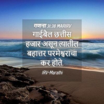 Picture 04 - गणना 31:38 MARIRV - गाईबैल छत्तीस - Bible Verse Picture