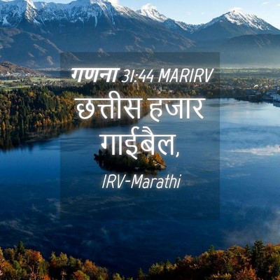 Picture 04 - गणना 31:44 MARIRV - छत्तीस हजार - Bible Verse Picture