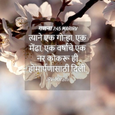 Picture 04 - गणना 7:45 MARIRV - त्याने एक गोऱ्हा, - Bible Verse Picture