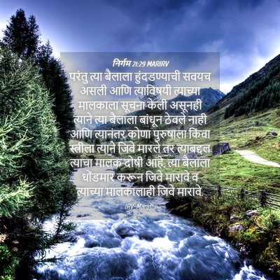 Picture 04 - निर्गम 21:29 MARIRV - परंतु त्या बैलाला - Bible Verse Picture