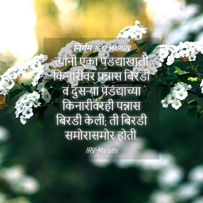 Picture 04 - निर्गम 36:12 MARIRV - त्यांनी एका - Bible Verse Picture