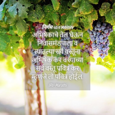 Picture 04 - निर्गम 40:9 MARIRV - अभिषेकाचे तेल - Bible Verse Picture