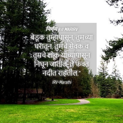 Picture 04 - निर्गम 8:11 MARIRV - बेडूक - Bible Verse Picture