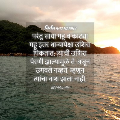 Picture 04 - निर्गम 9:32 MARIRV - परंतु साधा गहू व - Bible Verse Picture