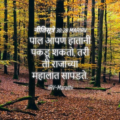 Picture 04 - नीतिसूत्रे 30:28 MARIRV - पाल आपण हातानी - Bible Verse Picture