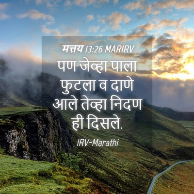 Picture 04 - मत्तय 13:26 MARIRV - पण जेव्हा पाला - Bible Verse Picture