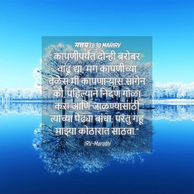 Picture 04 - मत्तय 13:30 MARIRV - कापणीपर्यंत - Bible Verse Picture