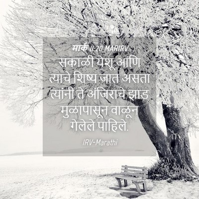 Picture 04 - मार्क 11:20 MARIRV - सकाळी येशू आणि - Bible Verse Picture