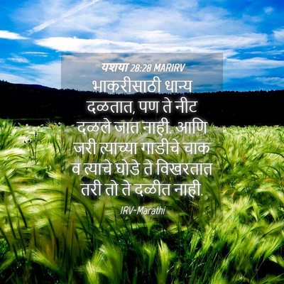 Picture 04 - यशया 28:28 MARIRV - भाकरीसाठी धान्य - Bible Verse Picture