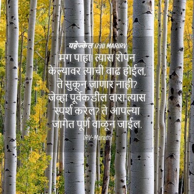 Picture 04 - यहेज्केल 17:10 MARIRV - मग पाहा! त्यास रोपन - Bible Verse Picture