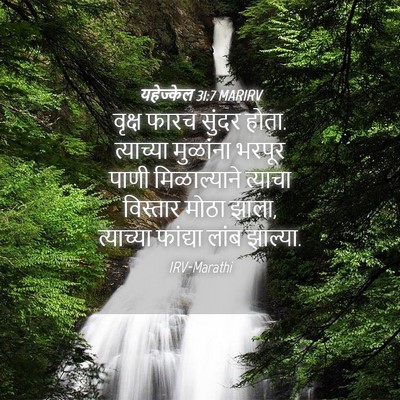 Picture 04 - यहेज्केल 31:7 MARIRV - वृक्ष फारच सुंदर - Bible Verse Picture