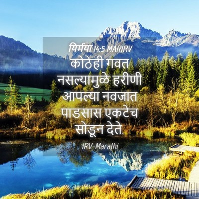 Picture 04 - यिर्मया 14:5 MARIRV - कोठेही गवत - Bible Verse Picture