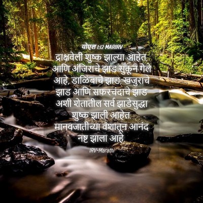 Picture 04 - योएल 1:12 MARIRV - द्राक्षवेली शुष्क - Bible Verse Picture