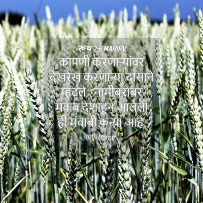 Picture 04 - रूथ 2:6 MARIRV - कापणी करणाऱ्यांवर - Bible Verse Picture