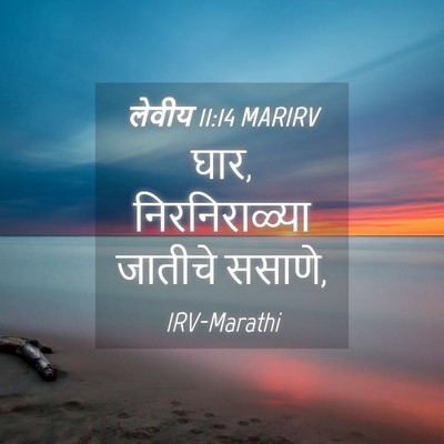 Picture 04 - लेवीय 11:14 MARIRV - घार, निरनिराळ्या - Bible Verse Picture