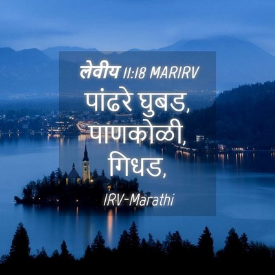Picture 04 - लेवीय 11:18 MARIRV - पांढरे घुबड, - Bible Verse Picture