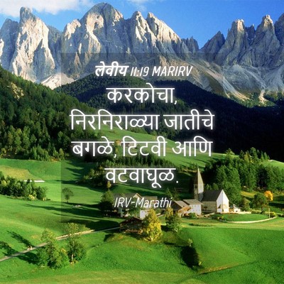 Picture 04 - लेवीय 11:19 MARIRV - करकोचा, - Bible Verse Picture