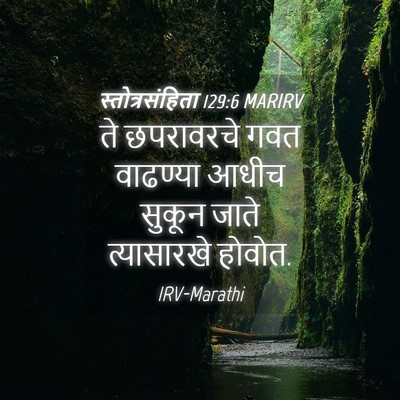 Picture 04 - स्तोत्रसंहिता 129:6 MARIRV - ते छपरावरचे गवत - Bible Verse Picture