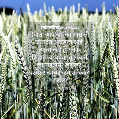 Picture 04 - स्तोत्रसंहिता 68:16 MARIRV - देवाला आपल्या - Bible Verse Picture