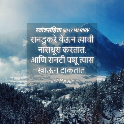 Picture 04 - स्तोत्रसंहिता 80:13 MARIRV - रानडुकरे येऊन - Bible Verse Picture
