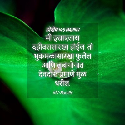 Picture 04 - होशेय 14:5 MARIRV - मी इस्राएलास - Bible Verse Picture