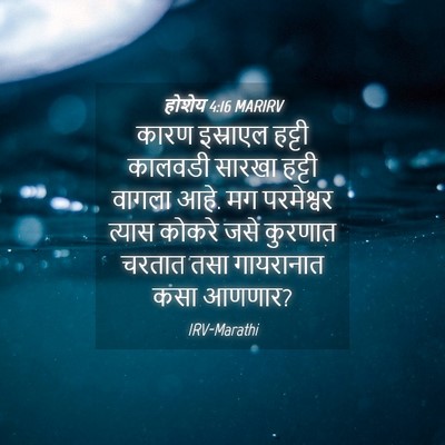 Picture 04 - होशेय 4:16 MARIRV - कारण इस्राएल - Bible Verse Picture