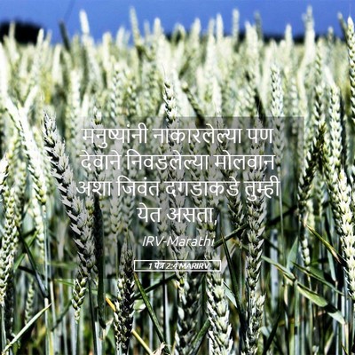 Picture 05 - 1 पेत्र 2:4 MARIRV - मनुष्यांनी - Bible Verse Picture