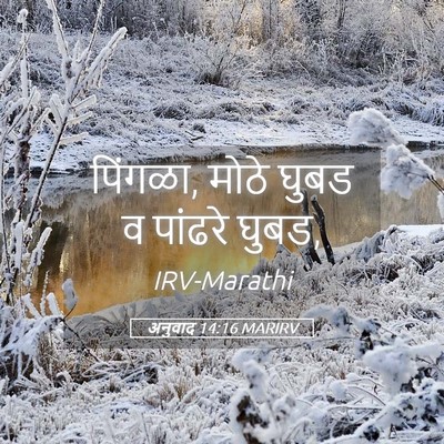Picture 05 - अनुवाद 14:16 MARIRV - पिंगळा, मोठे घुबड व - Bible Verse Picture