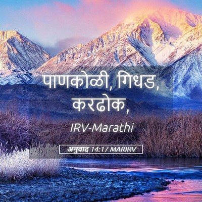 Picture 05 - अनुवाद 14:17 MARIRV - पाणकोळी, गिधड, - Bible Verse Picture