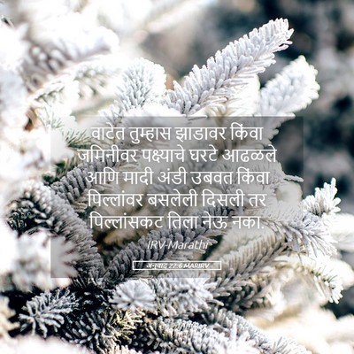 Picture 05 - अनुवाद 22:6 MARIRV - वाटेत तुम्हास - Bible Verse Picture