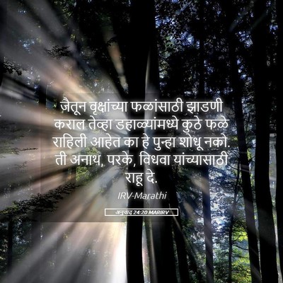 Picture 05 - अनुवाद 24:20 MARIRV - जैतून वृक्षांच्या - Bible Verse Picture