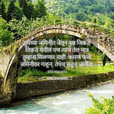 Picture 05 - अनुवाद 28:40 MARIRV - तुमच्या जमिनीत - Bible Verse Picture