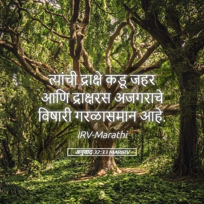 Picture 05 - अनुवाद 32:33 MARIRV - त्यांची द्राक्षे - Bible Verse Picture