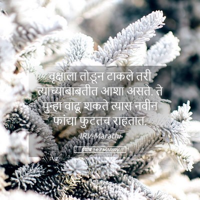 Picture 05 - ईयोब 14:7 MARIRV - वृक्षाला तोडून - Bible Verse Picture
