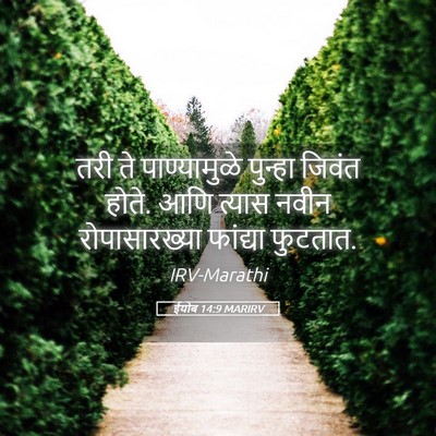 Picture 05 - ईयोब 14:9 MARIRV - तरी ते पाण्यामुळे - Bible Verse Picture