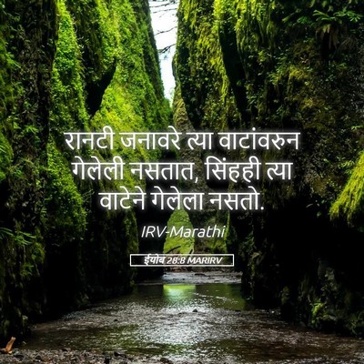 Picture 05 - ईयोब 28:8 MARIRV - रानटी जनावरे त्या - Bible Verse Picture