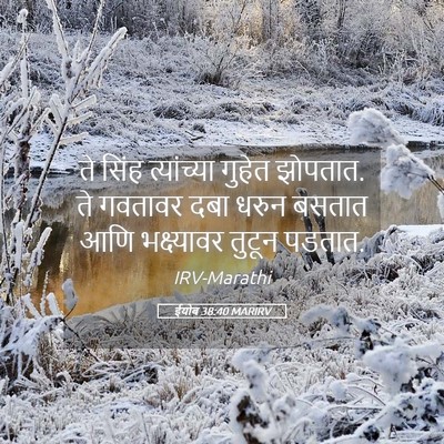 Picture 05 - ईयोब 38:40 MARIRV - ते सिंह त्यांच्या - Bible Verse Picture