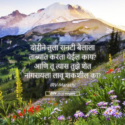 Picture 05 - ईयोब 39:10 MARIRV - दोरीने तुला रानटी - Bible Verse Picture