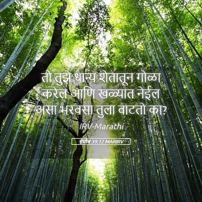 Picture 05 - ईयोब 39:12 MARIRV - तो तुझे धान्य - Bible Verse Picture